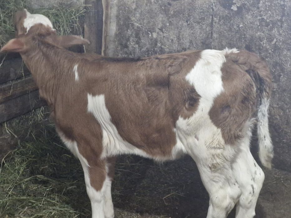 Vand un tauras si o vitica
