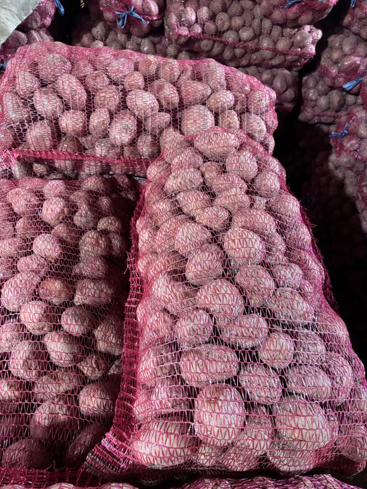 Cartofi consum Bellarosa