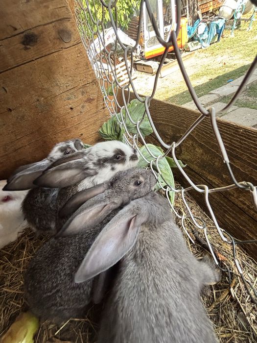Iepurasi de vanzare
