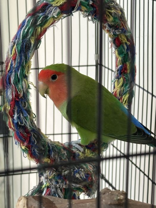 Попугай неразлучник