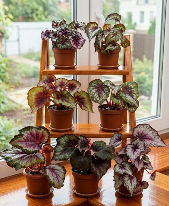 Бегонии сортовые.