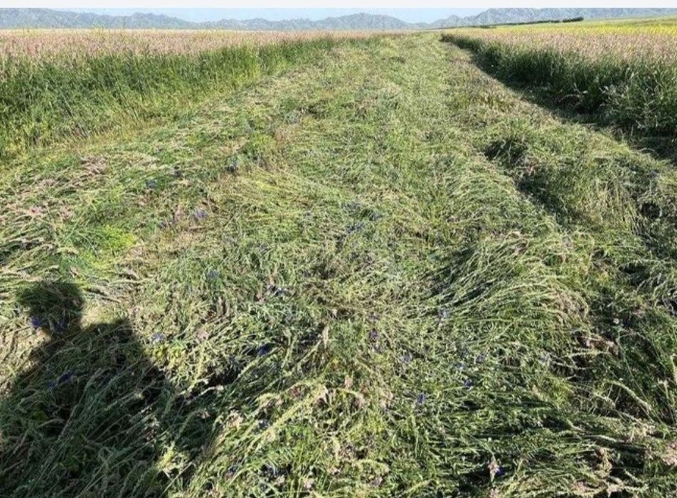 Продаем семена Эспарцет