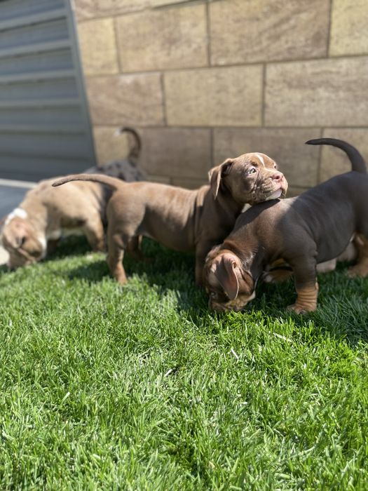 Catei American bully pocket