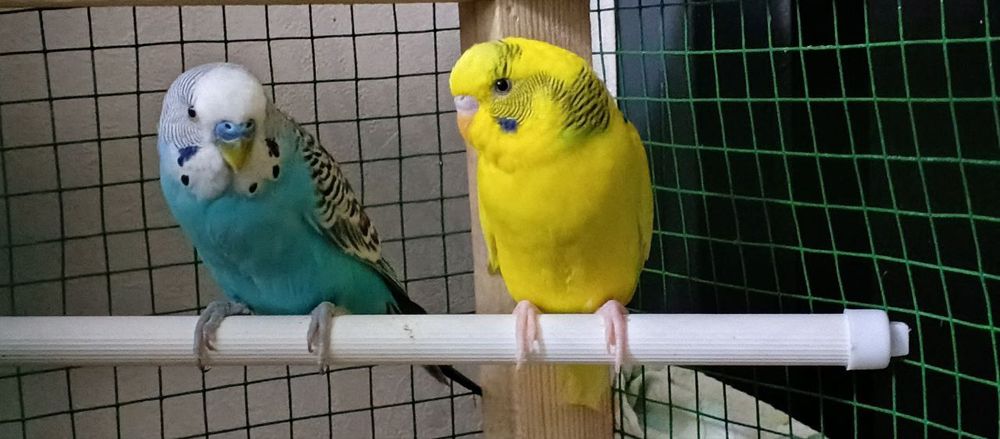 Vplnistiy papugaylar