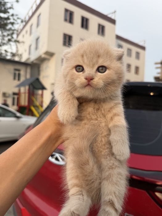 Скоттиш фолд ва британский солтилади