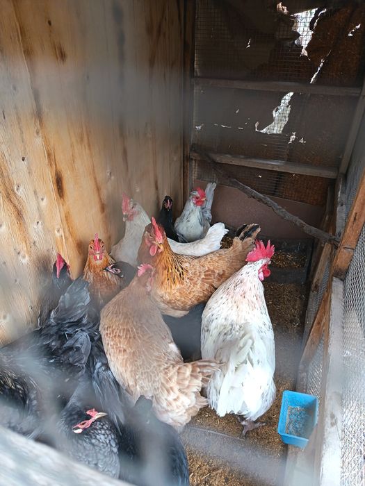 Продам Кур срочно