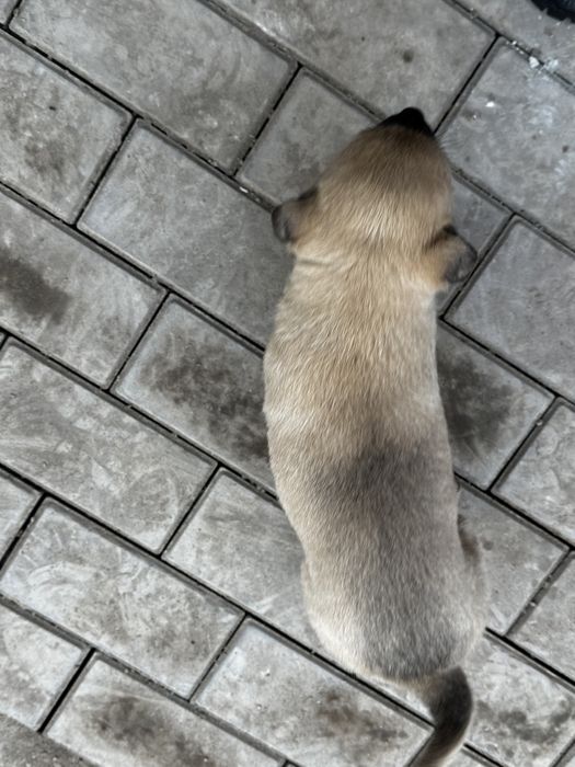 Отдаю щенят в добрые руки