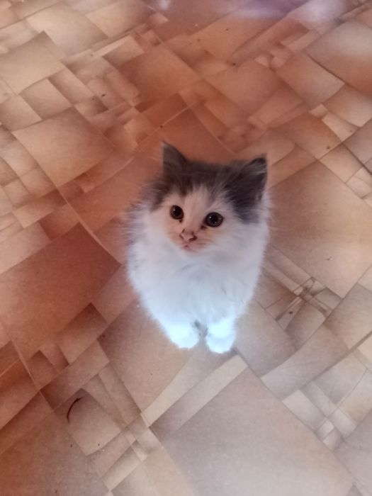 Отдам красивых игривых котят