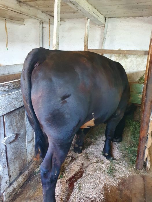 Taur de vanzare
