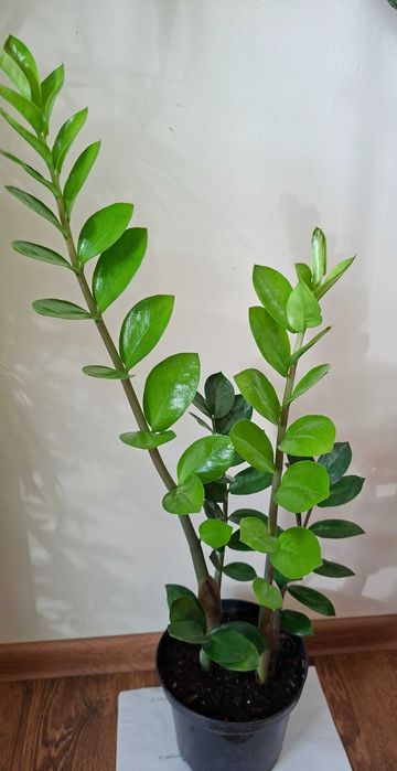 zamioculcas zz inflorita, monstera adansonii, lacrima maicii domnului