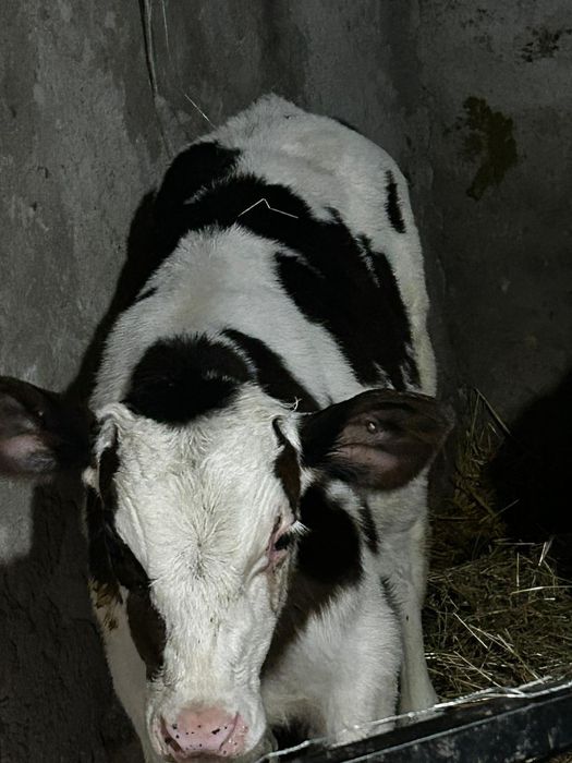 Vând un tăuraș și o vitea