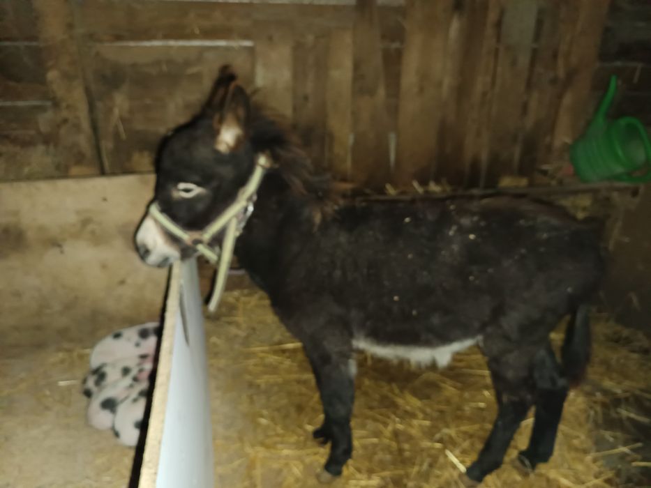 Vând un pui de măgar