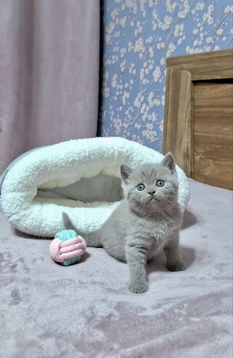 Шотландская девочка