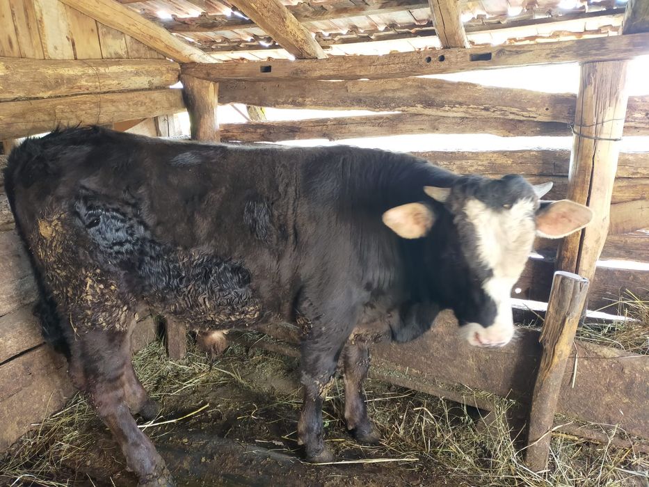 Oi,miei,noatini,Berbeci