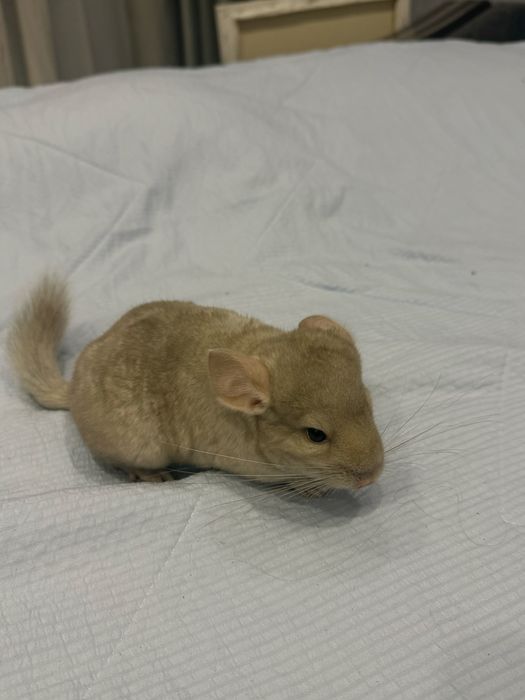 шиншилла девочка [ЧИТАТЬ ОПИСАНИЕ]