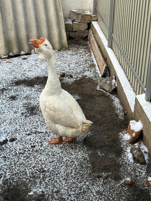 holmogor gâște de vânzare