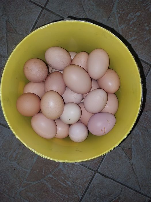 Ouă de vânzare  de casa