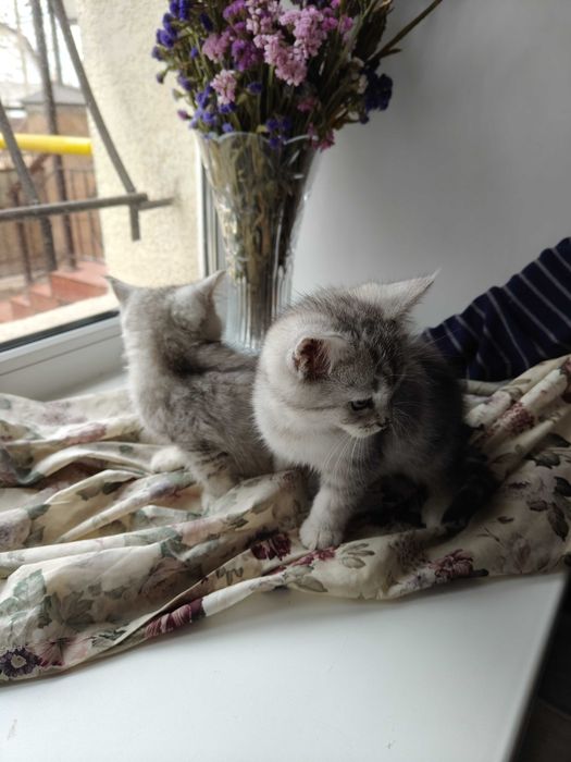 Котята мейкун с британцем