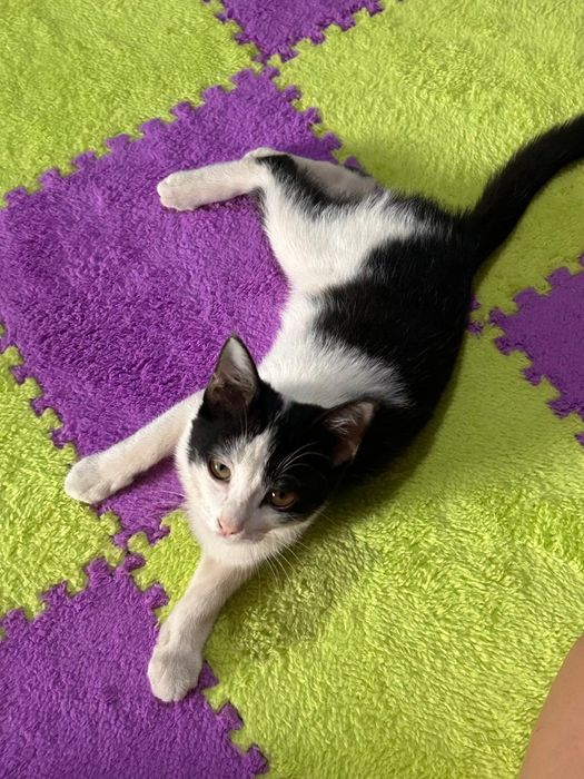 Котенок в добрые руки