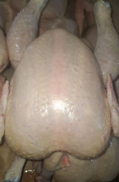 Продам мясо бройлера.