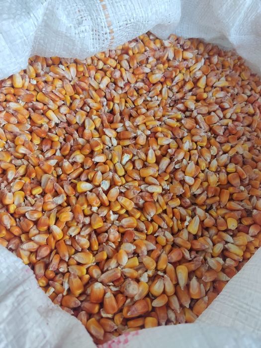 Porumb - boabe sau pe stiulete