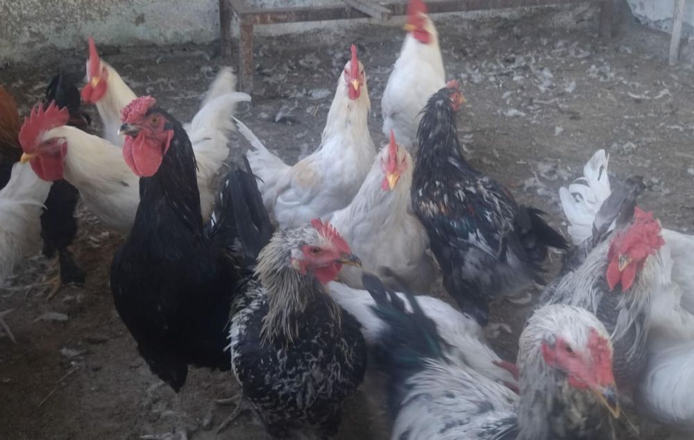 Продаются петухи