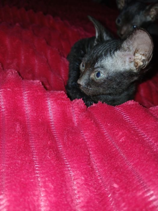 Продам котят сфинкс.  Браш.