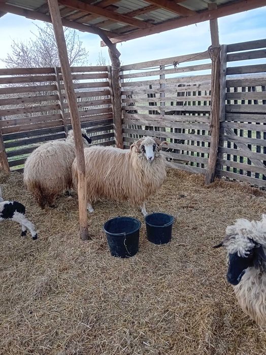 Vand berbec turcana de 2 ani