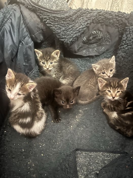 Отдадим котят.