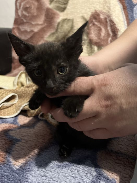 Отдаю маленьких котостей