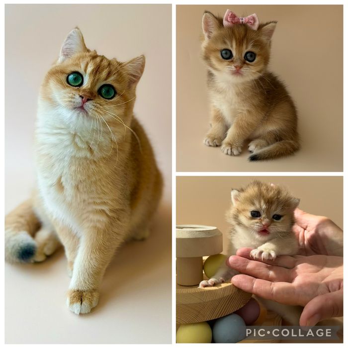 Котята с домашнего питомника