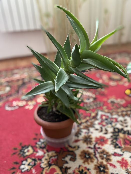 Продается Алоэ