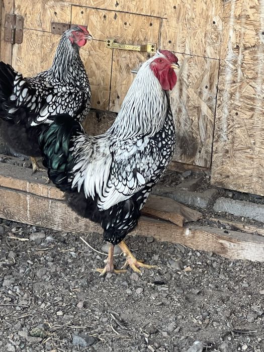 Куры виандот петух
