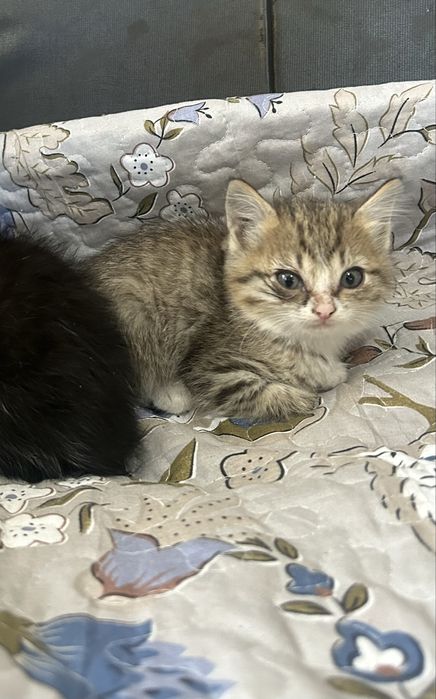 Отдам  котят в хорошие добрые руки