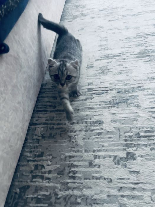 Шотландский котенок