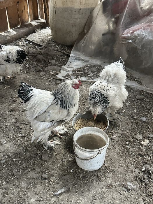 Brahma HD oua de incubat dau pasari
