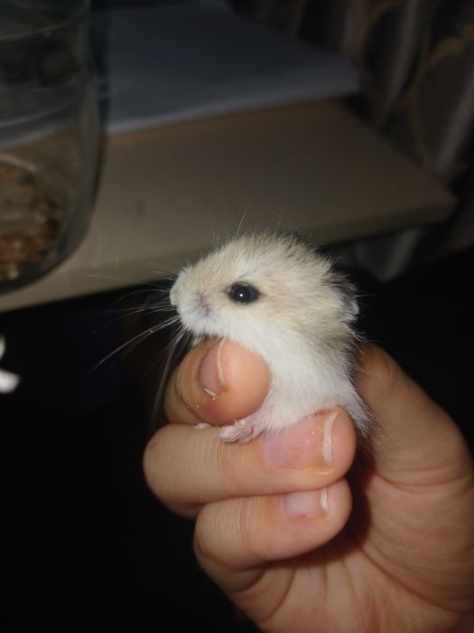 3 хомяка, все мальчики, джунгарики