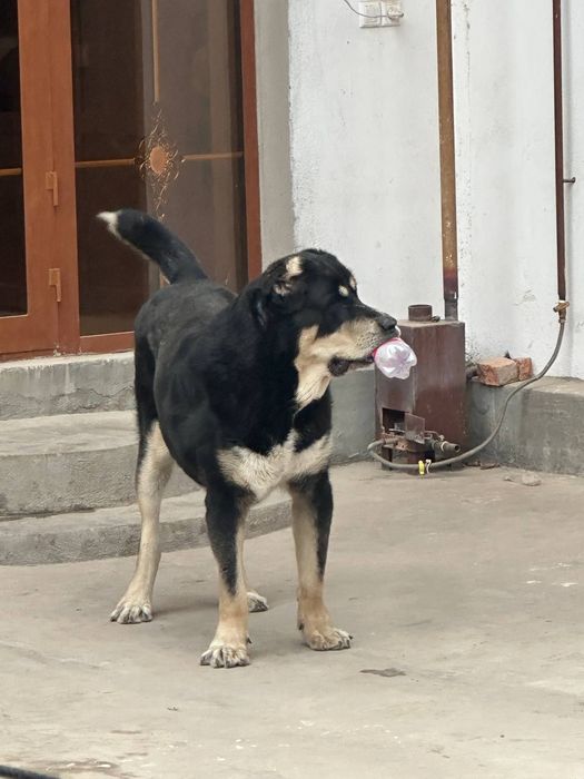 Акили ит зотдор 2 ёшда