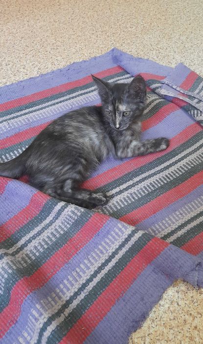Котенок в Добрые руки. Бесплатно. Девочка - 2,5 месяца.