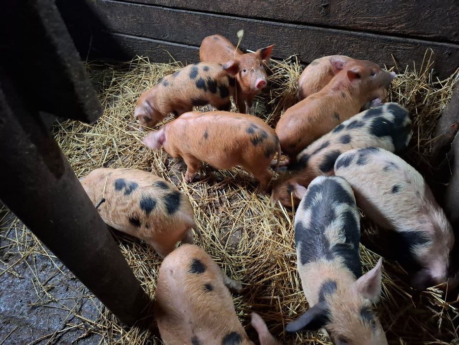 Продам   поросят