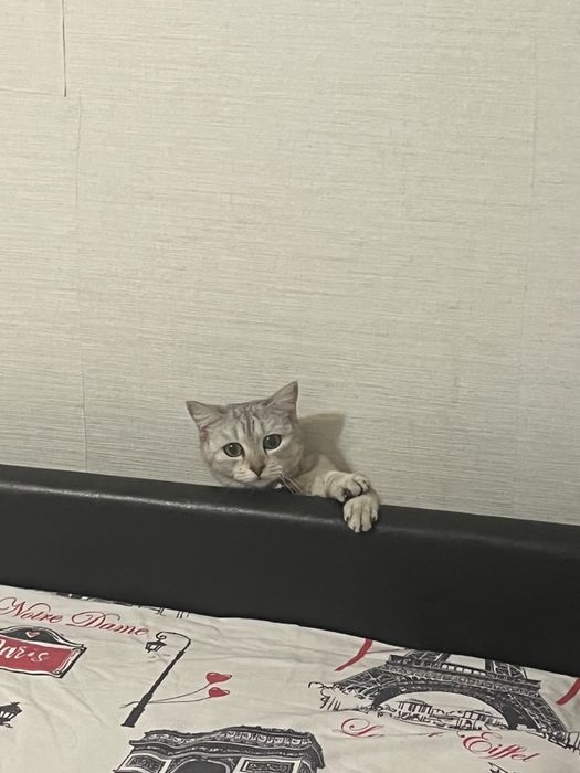 Отдам котенка в добрые руки