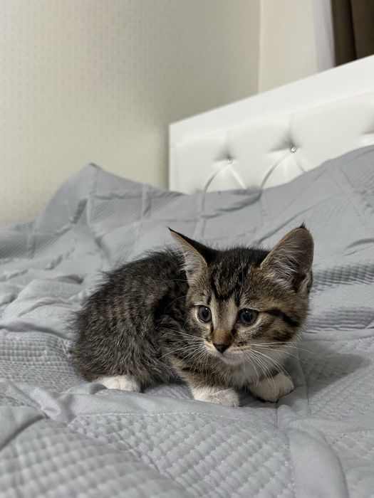 Отдам котенка  (девочка)