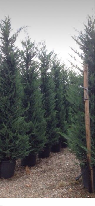 Cupressocyparis leylandii