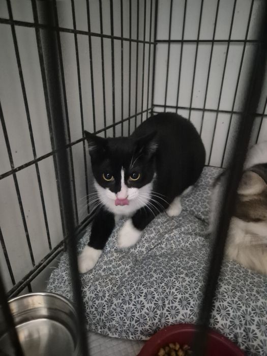 Anna carnet de sanatate