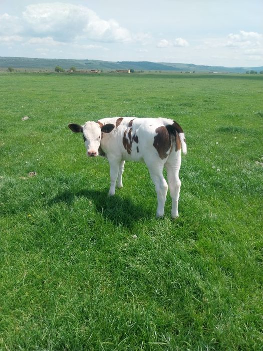Viței de vânzare