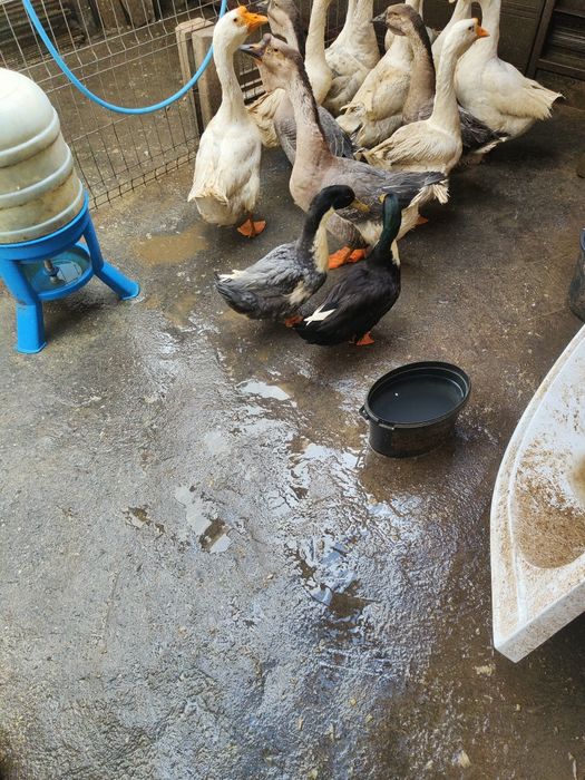 Vând 12 Gâște din care 10 bucăți din 2025 și 2 bucăți din 2024.