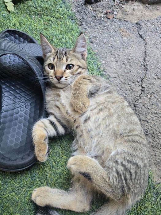 Отдам котят в добрые руки