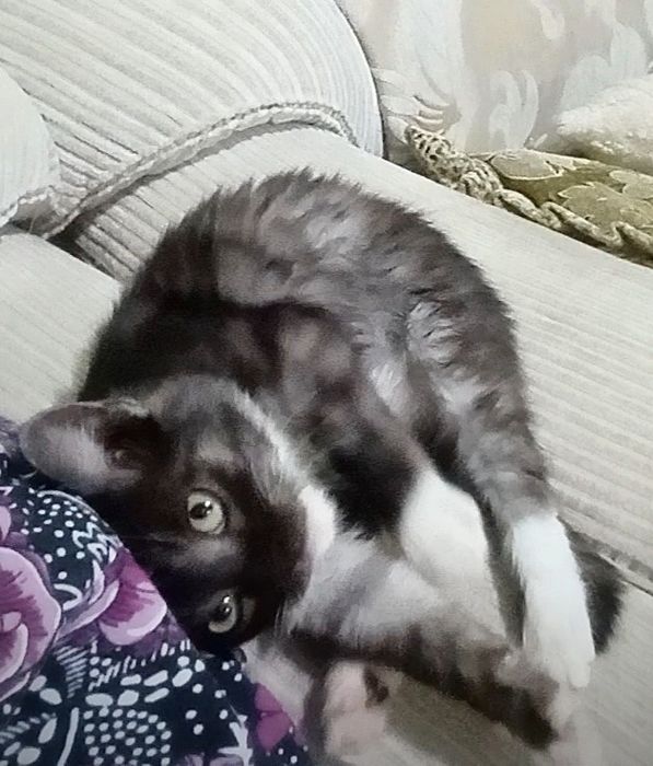 Одам    котенка.