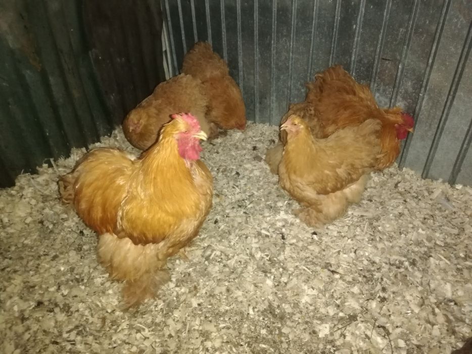 Cochinchina uriaș galben