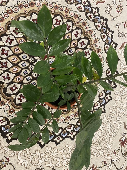 Денежное дерево,денежное цветы